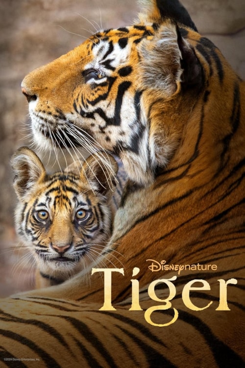 Tiger poster